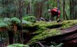 Rain-forest---log-climbing.jpg